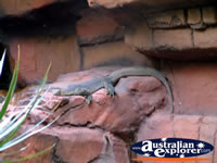Australia Zoo Water Moniter . . . CLICK TO ENLARGE