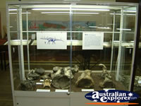 Winton Corfield & Fitzmaurice Centre Large Fossil Display . . . CLICK TO ENLARGE