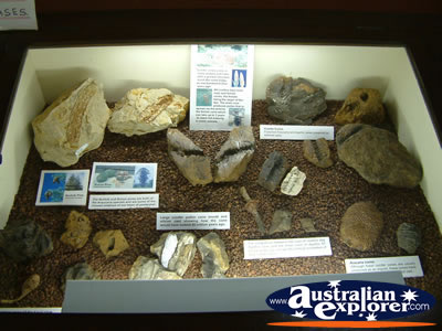 Winton Corfield & Fitzmaurice Centre Rock and Fossil Display . . . CLICK TO VIEW ALL WINTON POSTCARDS