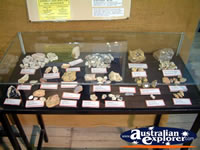 Fossils at Winton Corfield & Fitzmaurice Centre . . . CLICK TO ENLARGE