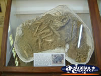 Winton Corfield & Fitzmaurice Centre Display of Fossils . . . CLICK TO ENLARGE