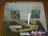 Fossil Display at Winton Corfield & Fitzmaurice Centre . . . CLICK TO ENLARGE