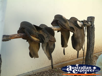 Winton Waltzing Matilda Centre Saddles . . . CLICK TO VIEW ALL WINTON POSTCARDS
