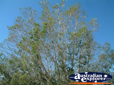 Longreach Corellas in tree . . . CLICK TO VIEW ALL LONGREACH POSTCARDS