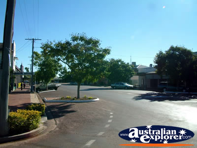 Trees on Barcaldine Street . . . CLICK TO VIEW ALL BARCALDINE POSTCARDS
