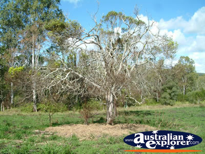 Gympie Gate Small Tree . . . VIEW ALL GYMPIE PHOTOGRAPHS