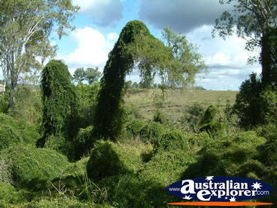 Natural Wonders at Gympie Gate . . . CLICK TO VIEW ALL GYMPIE POSTCARDS