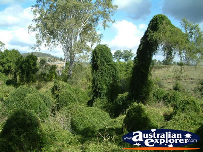 Bushes at Gympie Gate . . . VIEW ALL GYMPIE PHOTOGRAPHS