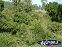 Gympie Gate Bushes and Shrubs . . . CLICK TO ENLARGE