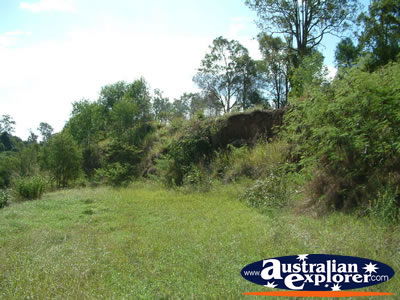 Gympie Gate Shrubs . . . VIEW ALL GYMPIE PHOTOGRAPHS