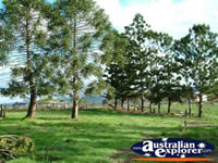 Gympie Gate's Line of Trees . . . CLICK TO ENLARGE