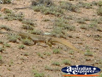 Monitor on the Road . . . VIEW ALL LONGREACH PHOTOGRAPHS