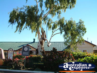 Barcaldine Tree of Knowledge . . . CLICK TO VIEW ALL BARCALDINE POSTCARDS