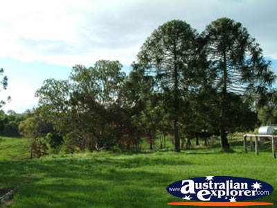 Gympie Gate Trees . . . CLICK TO VIEW ALL GYMPIE POSTCARDS