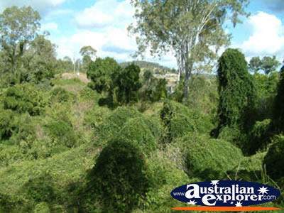 Gympie Gate Greenery . . . CLICK TO VIEW ALL GYMPIE POSTCARDS