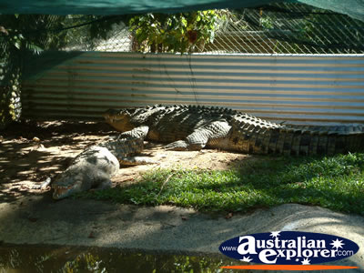 Croc Viewing Area at Johnstone River Croc Farm in Innisfail . . . CLICK TO VIEW ALL INNISFAIL POSTCARDS