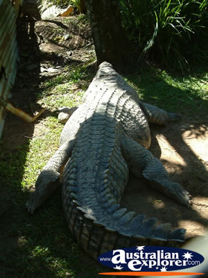 Close Up of Crocodile at Johnstone River Croc Farm . . . CLICK TO VIEW ALL INNISFAIL POSTCARDS