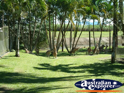 View of Innisfail Johnstone River Croc Farm . . . CLICK TO VIEW ALL INNISFAIL POSTCARDS
