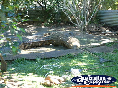 Innisfail Croc Viewing Area at Johnstone River Croc Farm . . . CLICK TO VIEW ALL INNISFAIL POSTCARDS
