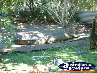 Crocodile Viewing Area in Innisfail Johnstone River Croc Farm . . . CLICK TO VIEW ALL INNISFAIL POSTCARDS