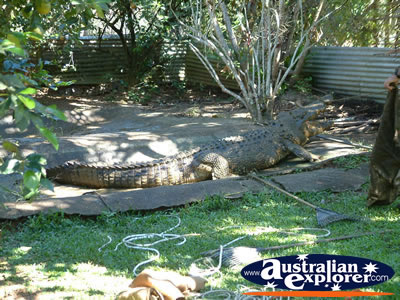 Innisfail Johnstone River Croc Farm Viewing Area of Crocodiles . . . CLICK TO VIEW ALL INNISFAIL POSTCARDS