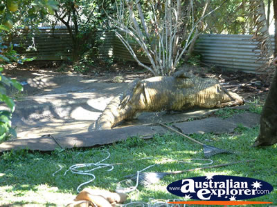 Large Croc at Innisfail Johnstone River Croc Farm . . . CLICK TO VIEW ALL INNISFAIL POSTCARDS