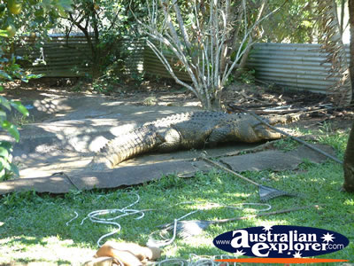 Large Crocodile in Viewing Area at Johnstone River Croc Farm . . . CLICK TO VIEW ALL INNISFAIL POSTCARDS