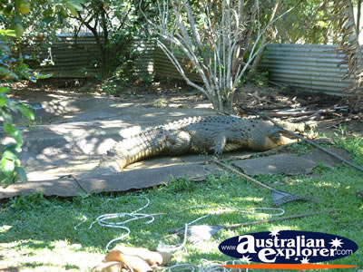 Large Crocodile at Johnstone River Croc Farm . . . CLICK TO VIEW ALL INNISFAIL POSTCARDS