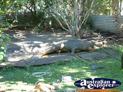 Viewing Area at Johnstone River Croc Farm in Innisfail . . . CLICK TO VIEW ALL INNISFAIL POSTCARDS