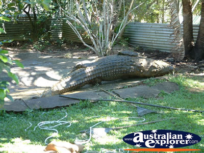 Viewing Area at Johnstone River Croc Farm . . . CLICK TO VIEW ALL INNISFAIL POSTCARDS