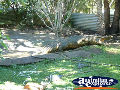 Innisfail Johnstone River Croc Farm Viewing Area . . . CLICK TO VIEW ALL INNISFAIL POSTCARDS