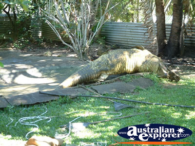 View of Crocodile at Johnstone River Croc Farm in Innisfail . . . CLICK TO VIEW ALL INNISFAIL POSTCARDS