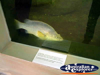 Surat Cobb & Co Changing Station Fish . . . VIEW ALL SURAT PHOTOGRAPHS
