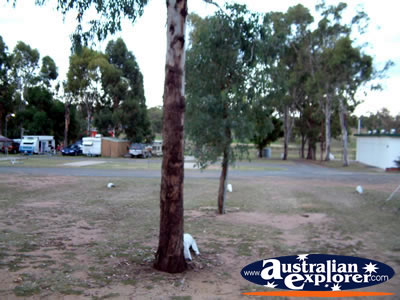 Warwick Caravan Park . . . VIEW ALL WARWICK PHOTOGRAPHS