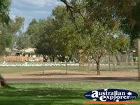 Shot of Cunnamulla Cockatoos in Park . . . CLICK TO ENLARGE