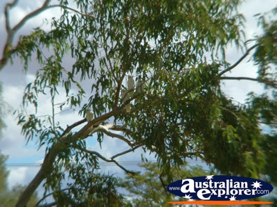 Cunnamulla Cockatoos perched in a tree . . . VIEW ALL CUNNAMULLA PHOTOGRAPHS