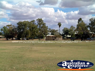 Cunnamulla Park Full of Cockatoos . . . CLICK TO VIEW ALL CUNNAMULLA POSTCARDS