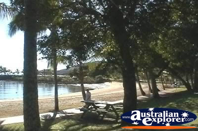 Trees at Airlie Beach . . . VIEW ALL AIRLIE BEACH PHOTOGRAPHS