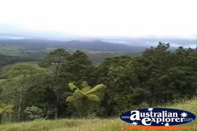 Millaa Millaa Lookout Forestry . . . CLICK TO VIEW ALL ATHERTON TABLELANDS (LOOKOUTS) POSTCARDS