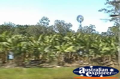 Banana Plantation And Windmill . . . CLICK TO VIEW ALL THE BURDEKIN POSTCARDS