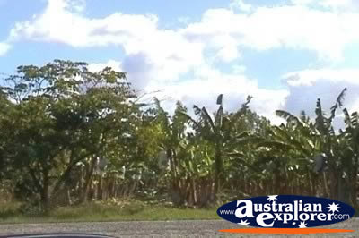 Banana Plantation Trees . . . CLICK TO VIEW ALL THE BURDEKIN POSTCARDS