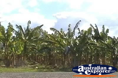 Banana Plantation . . . CLICK TO VIEW ALL THE BURDEKIN POSTCARDS