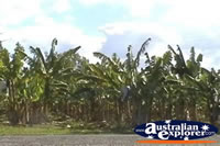Banana Plantation . . . CLICK TO ENLARGE