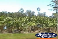 Banana Plantation And Windmill . . . CLICK TO ENLARGE