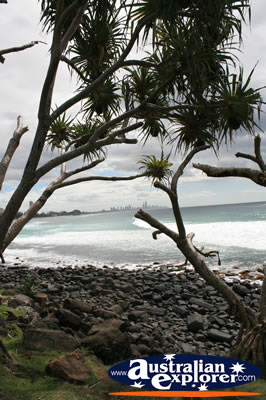 Trees at Burleigh . . . CLICK TO VIEW ALL BURLEIGH HEADS (BEACH) POSTCARDS