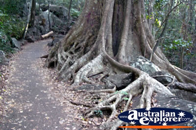 Tree in Burleigh Heads National Park . . . CLICK TO VIEW ALL BURLEIGH HEADS (NATIONAL PARK) POSTCARDS