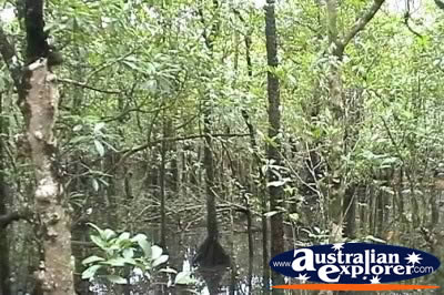 Cape Tribulation Magrove System . . . VIEW ALL CAPE TRIBULATION RAINFOREST PHOTOGRAPHS