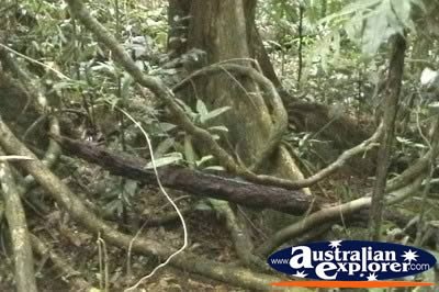 Trees within the Cape Tribulation Rainforest . . . CLICK TO VIEW ALL CAPE TRIBULATION RAINFOREST POSTCARDS