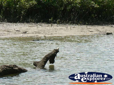 Crocodile underwater at Coopers Creek . . . CLICK TO VIEW ALL COOPERS CREEK POSTCARDS