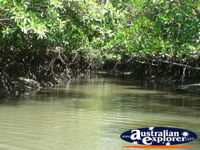 Mangroves on Coopers Creek Waterway . . . CLICK TO VIEW ALL COOPERS CREEK POSTCARDS